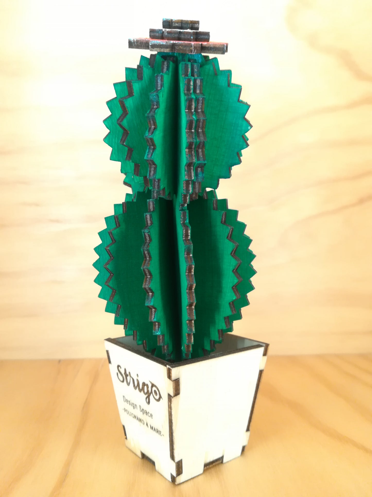 Design Space - Cactus Echinopsis 01