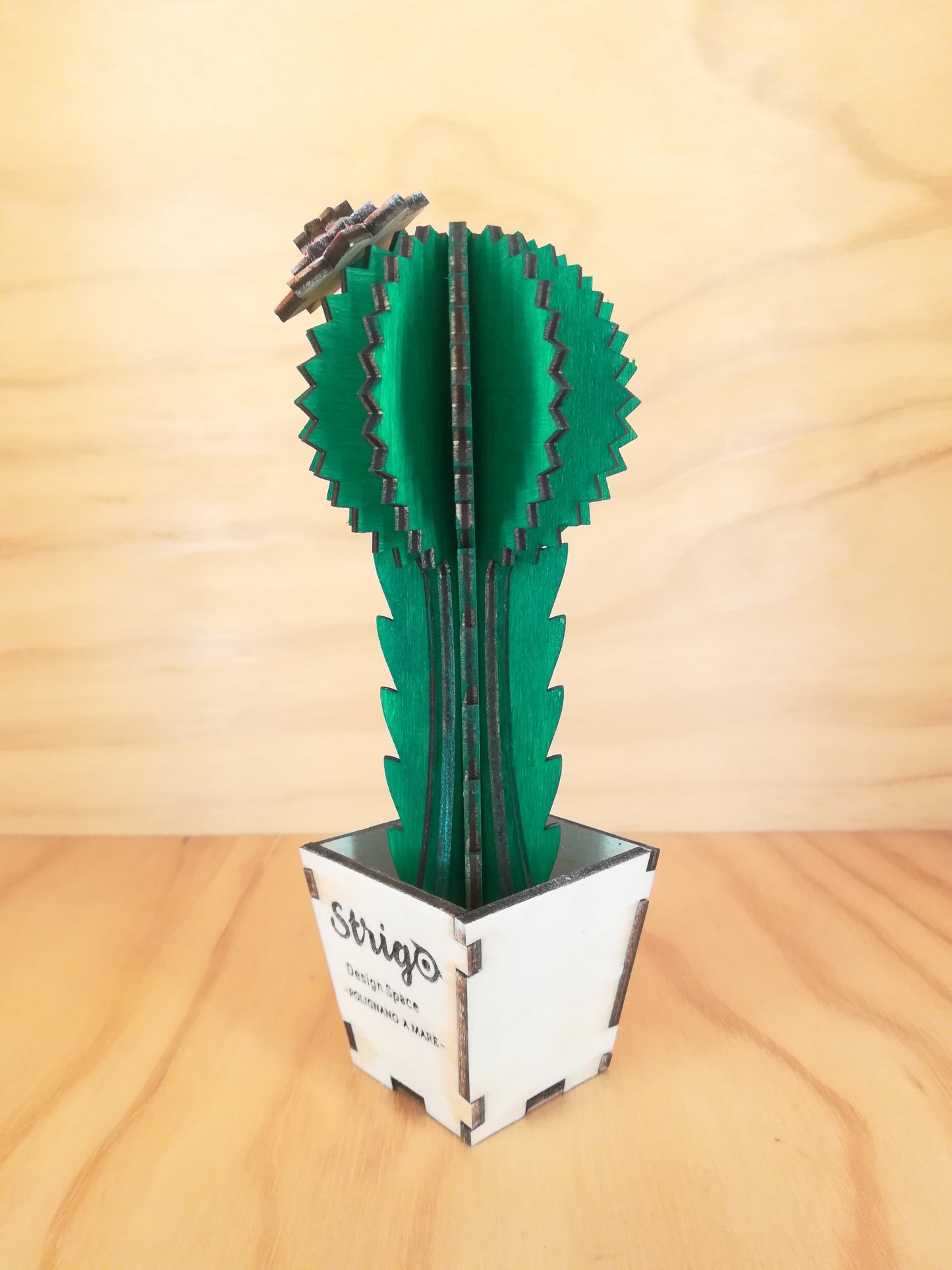 Design Space - Cactus Gimnocal 01
