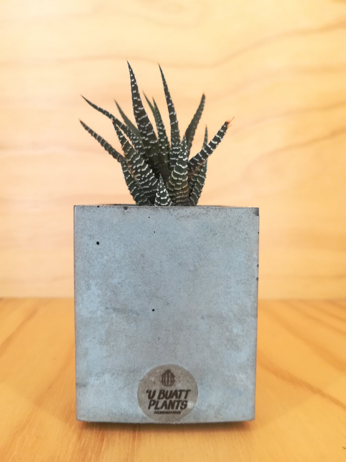 Design Space - Cement Vase 01 Haworthia by U'Buatt Plans
