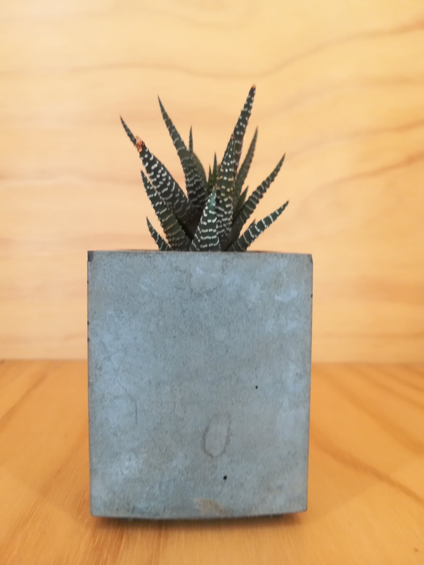 Design Space - Cement Vase 01 Haworthia by U'Buatt Plans