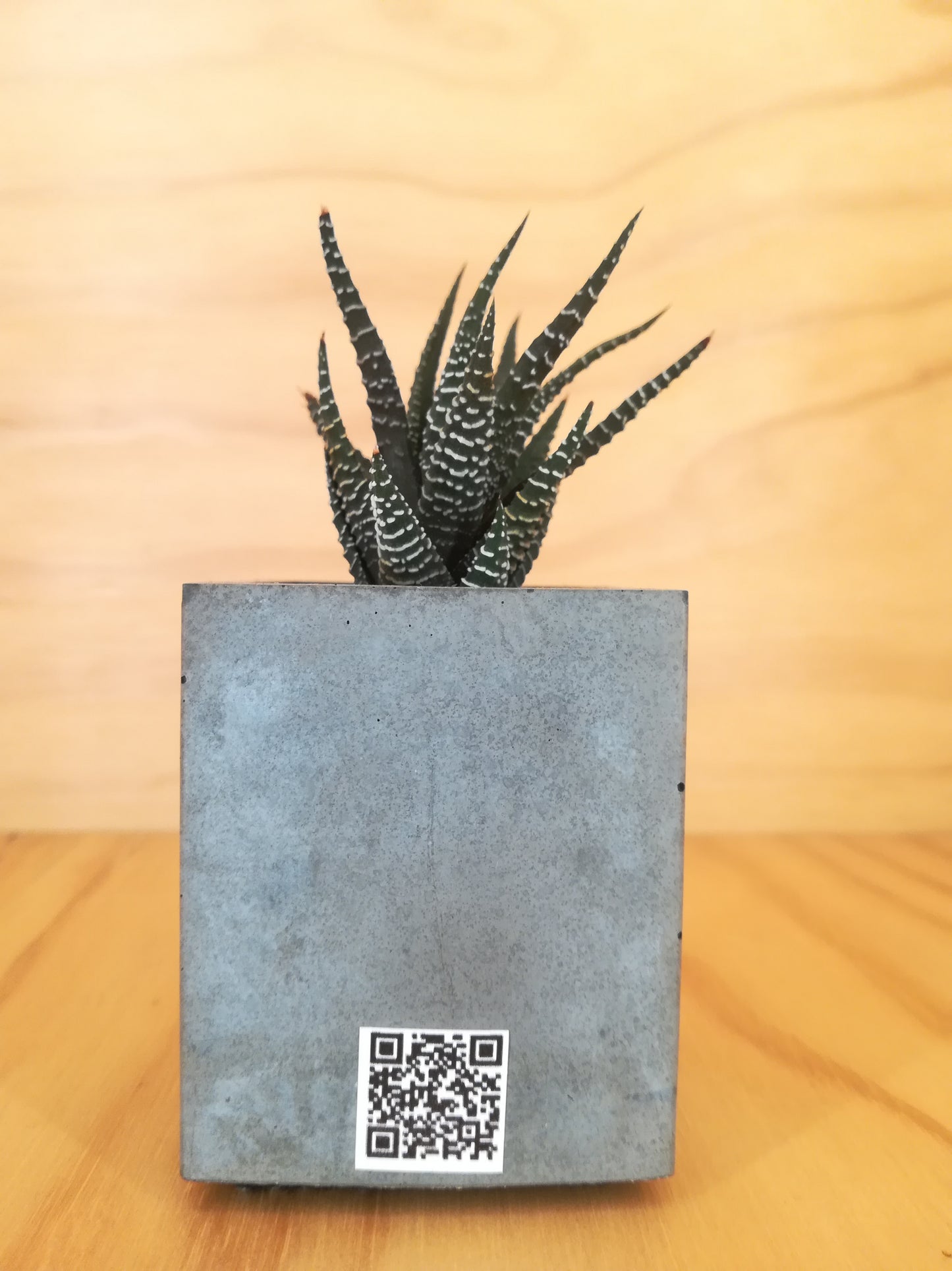 Design Space - Cement Vase 01 Haworthia by U'Buatt Plans