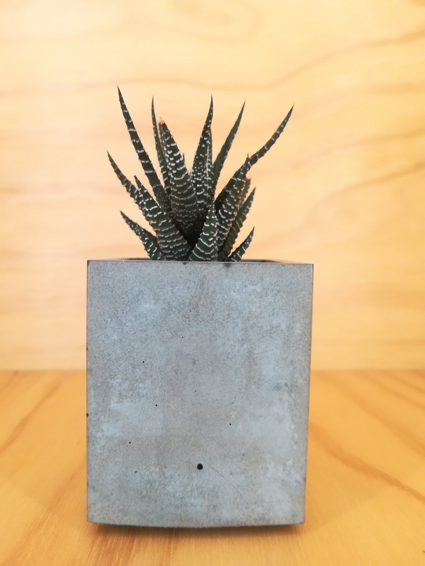 Design Space - Cement Vase 01 Haworthia by U'Buatt Plans