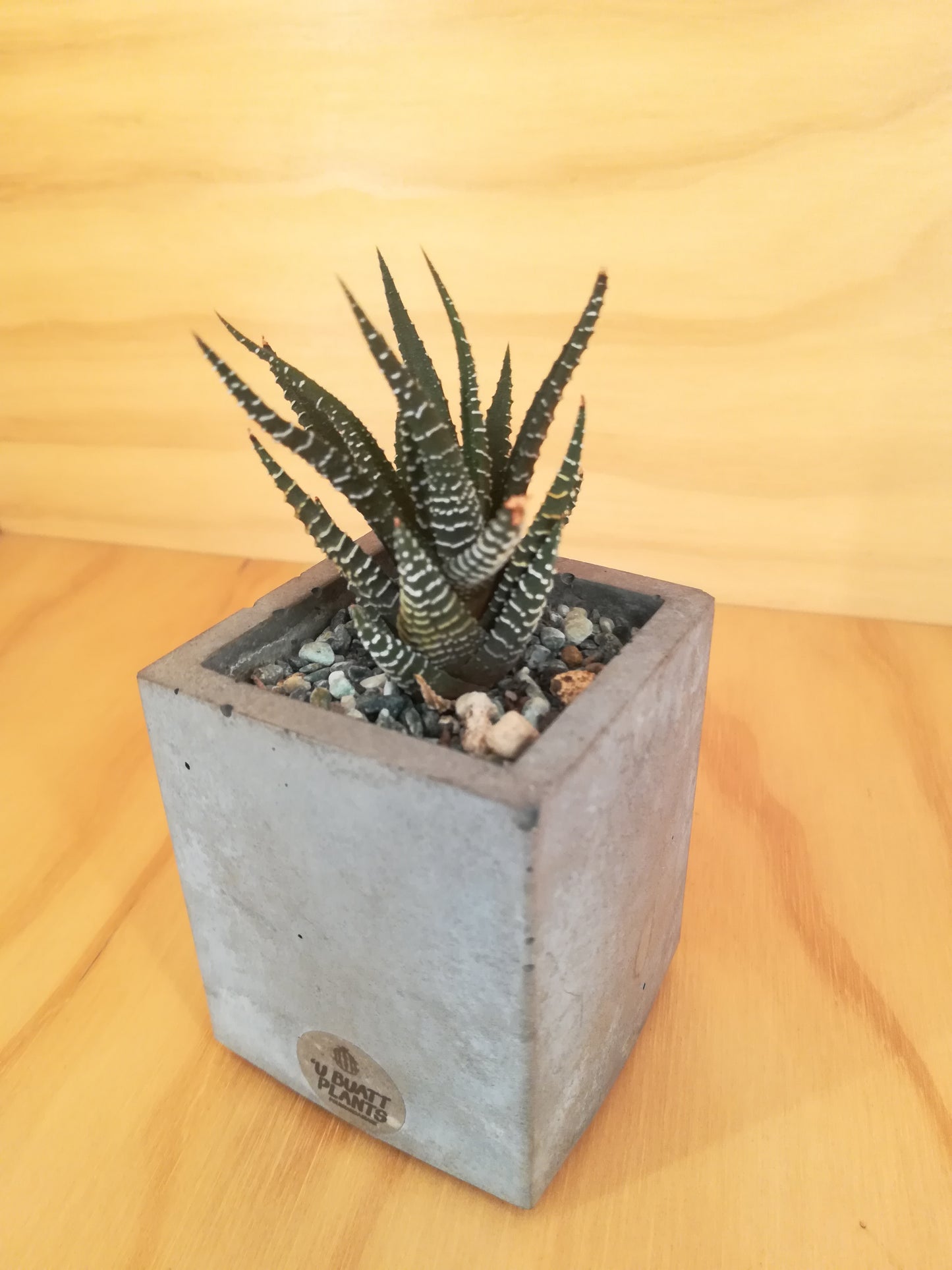 Design Space - Cement Vase 01 Haworthia by U'Buatt Plans