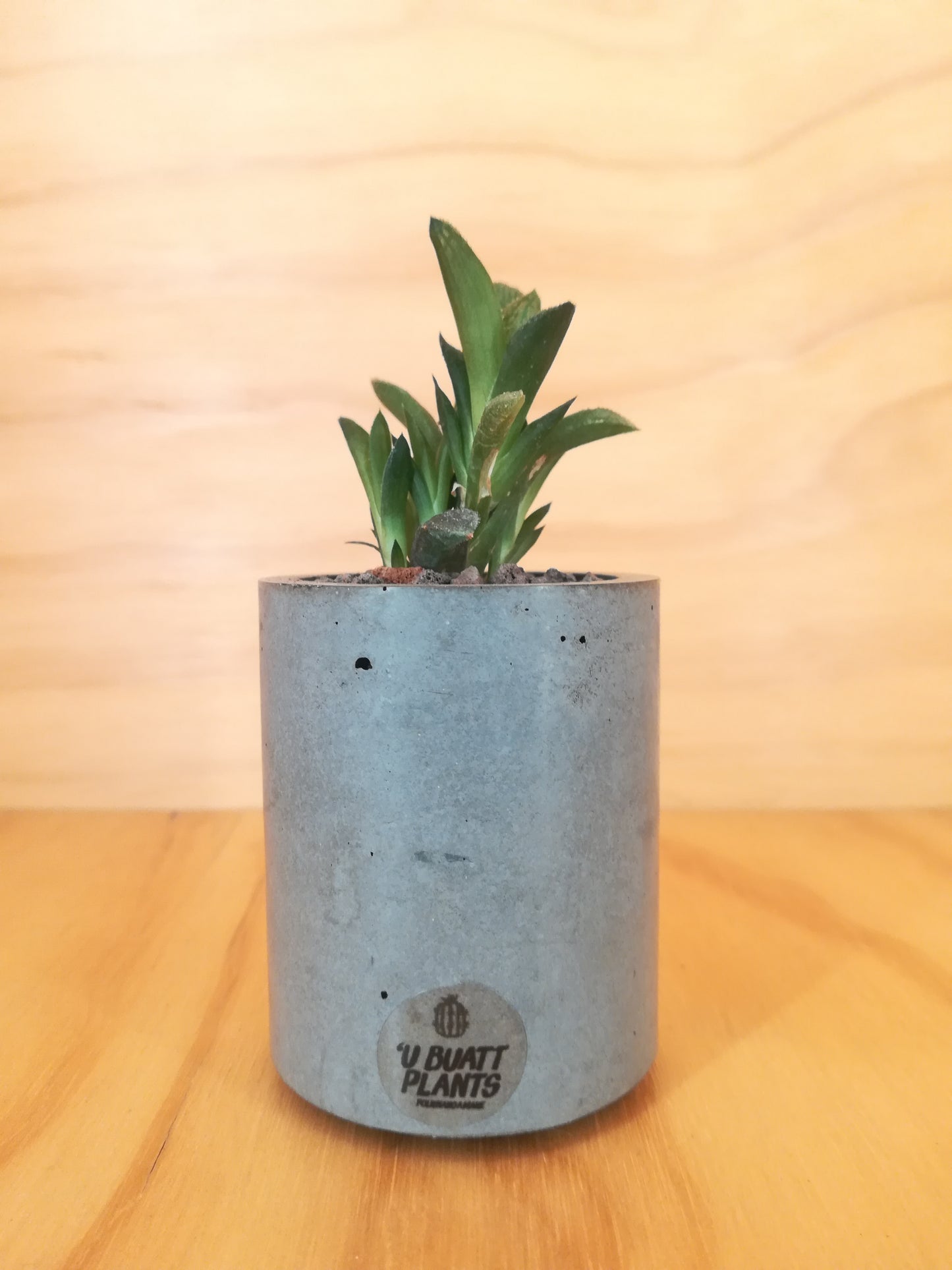 Design Space - Concrete Vase 02 Haworthia Retusa by U'Buatt Plans