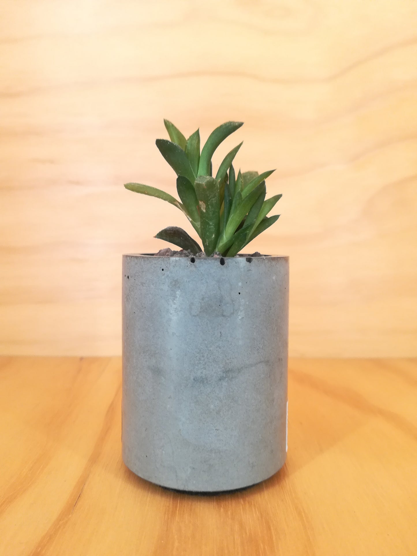 Design Space - Concrete Vase 02 Haworthia Retusa by U'Buatt Plans