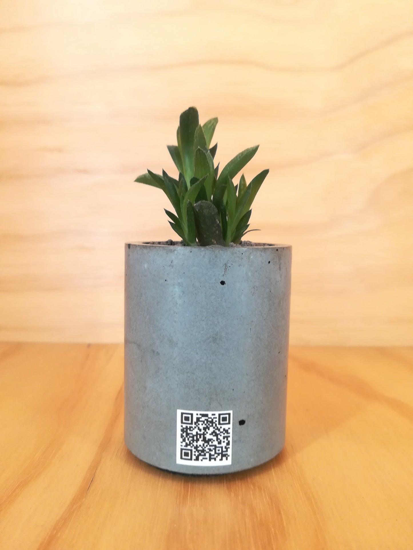 Design Space - Concrete Vase 02 Haworthia Retusa by U'Buatt Plans