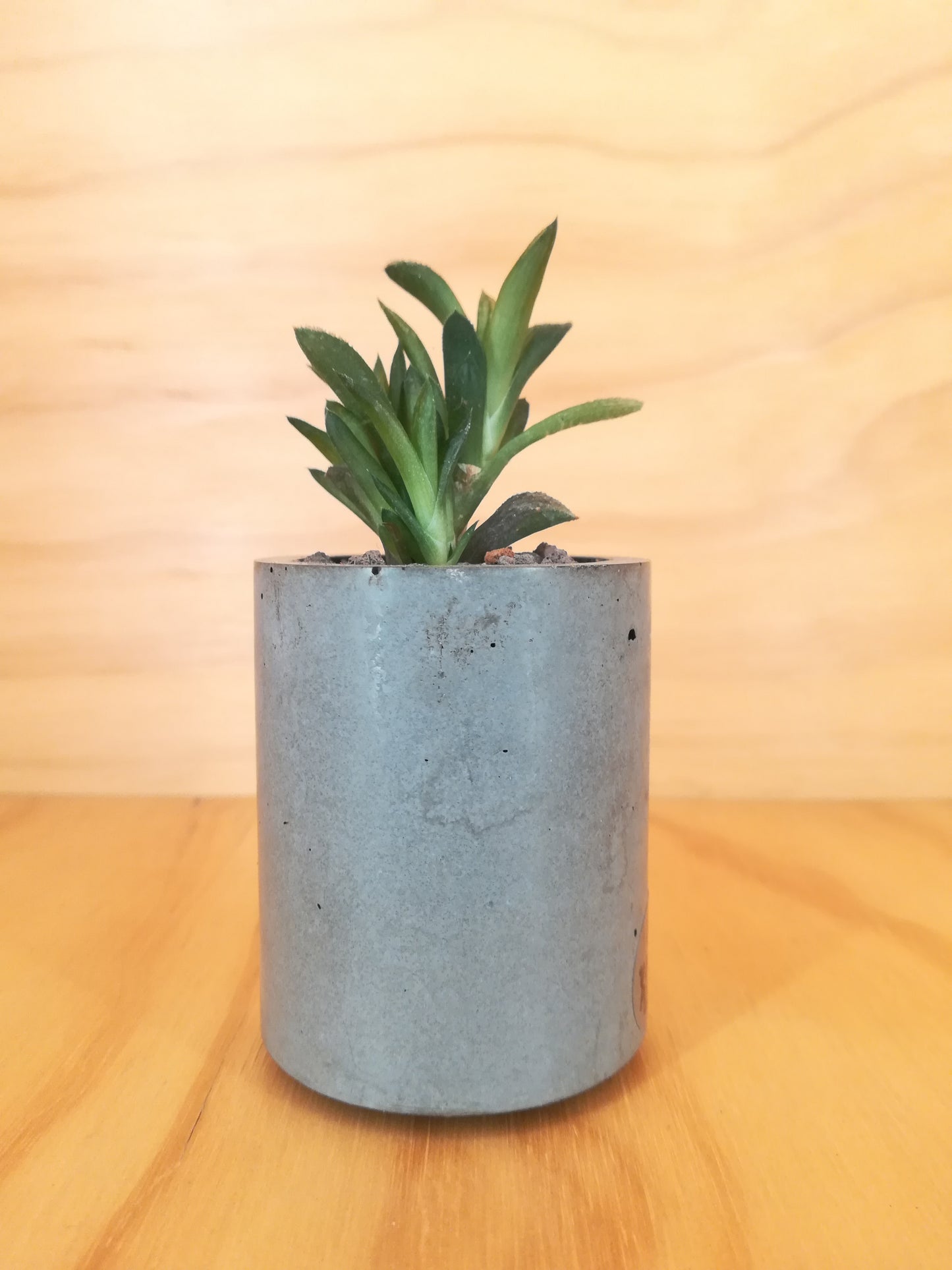 Design Space - Concrete Vase 02 Haworthia Retusa by U'Buatt Plans