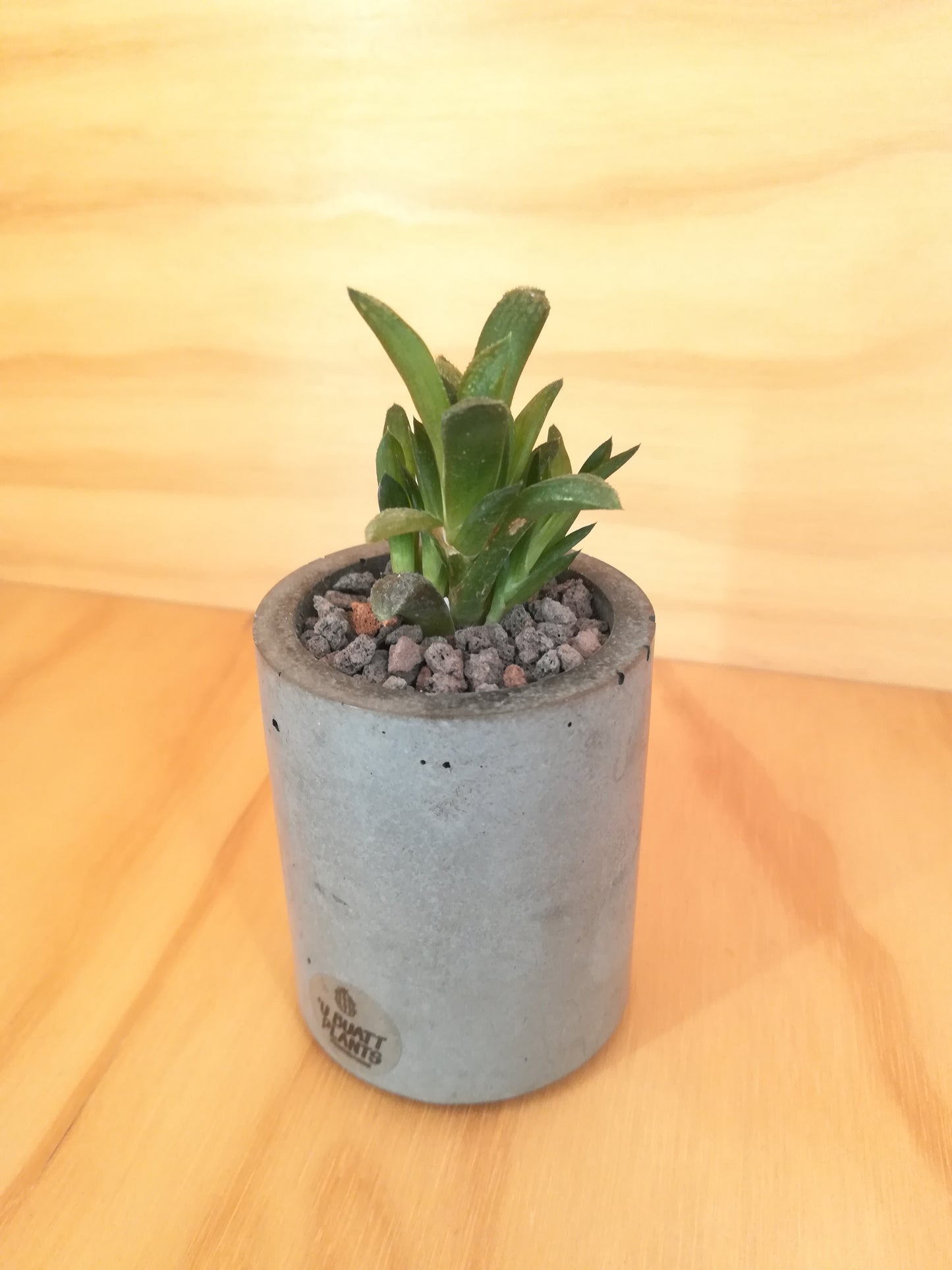 Design Space - Concrete Vase 02 Haworthia Retusa by U'Buatt Plans