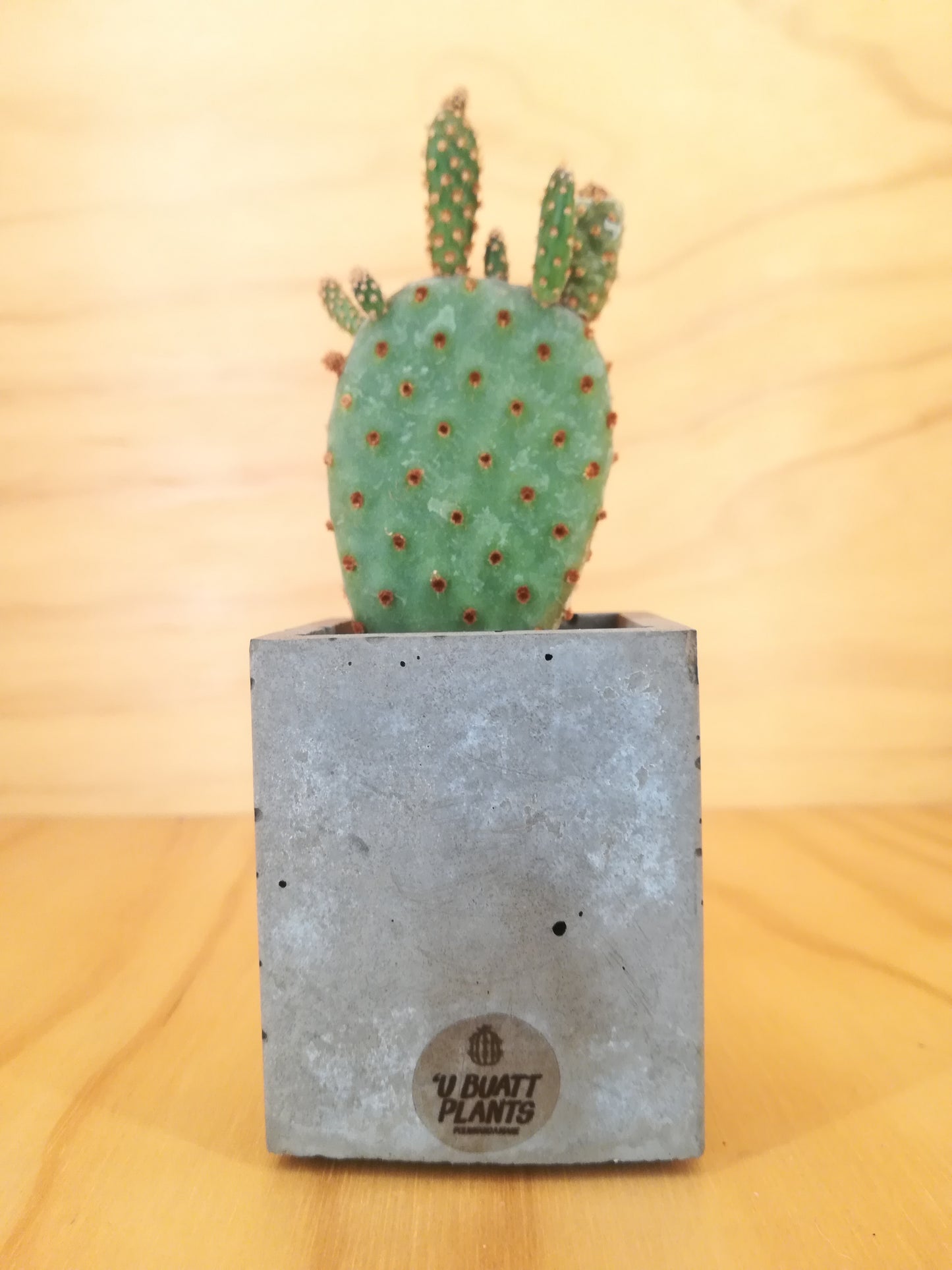 Design Space - Cement Vase 01 Opunthia by U'Buatt Plans