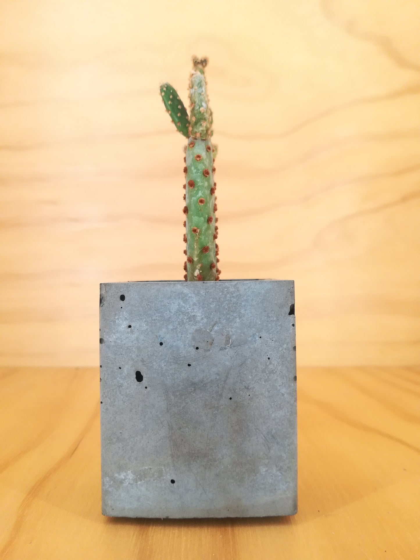 Design Space - Cement Vase 01 Opunthia by U'Buatt Plans