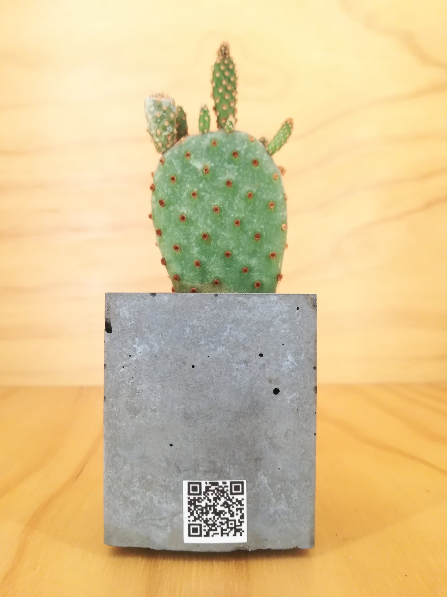 Design Space - Cement Vase 01 Opunthia by U'Buatt Plans