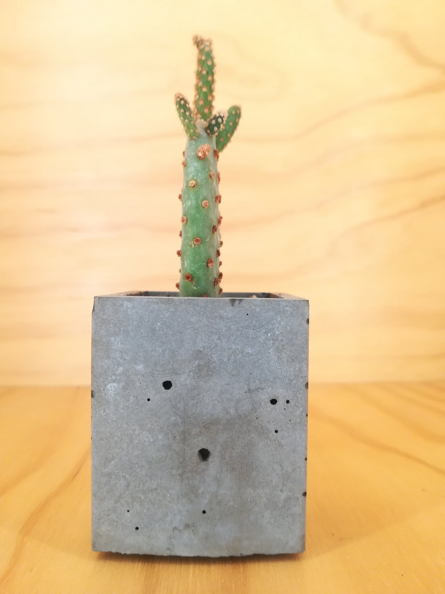 Design Space - Cement Vase 01 Opunthia by U'Buatt Plans