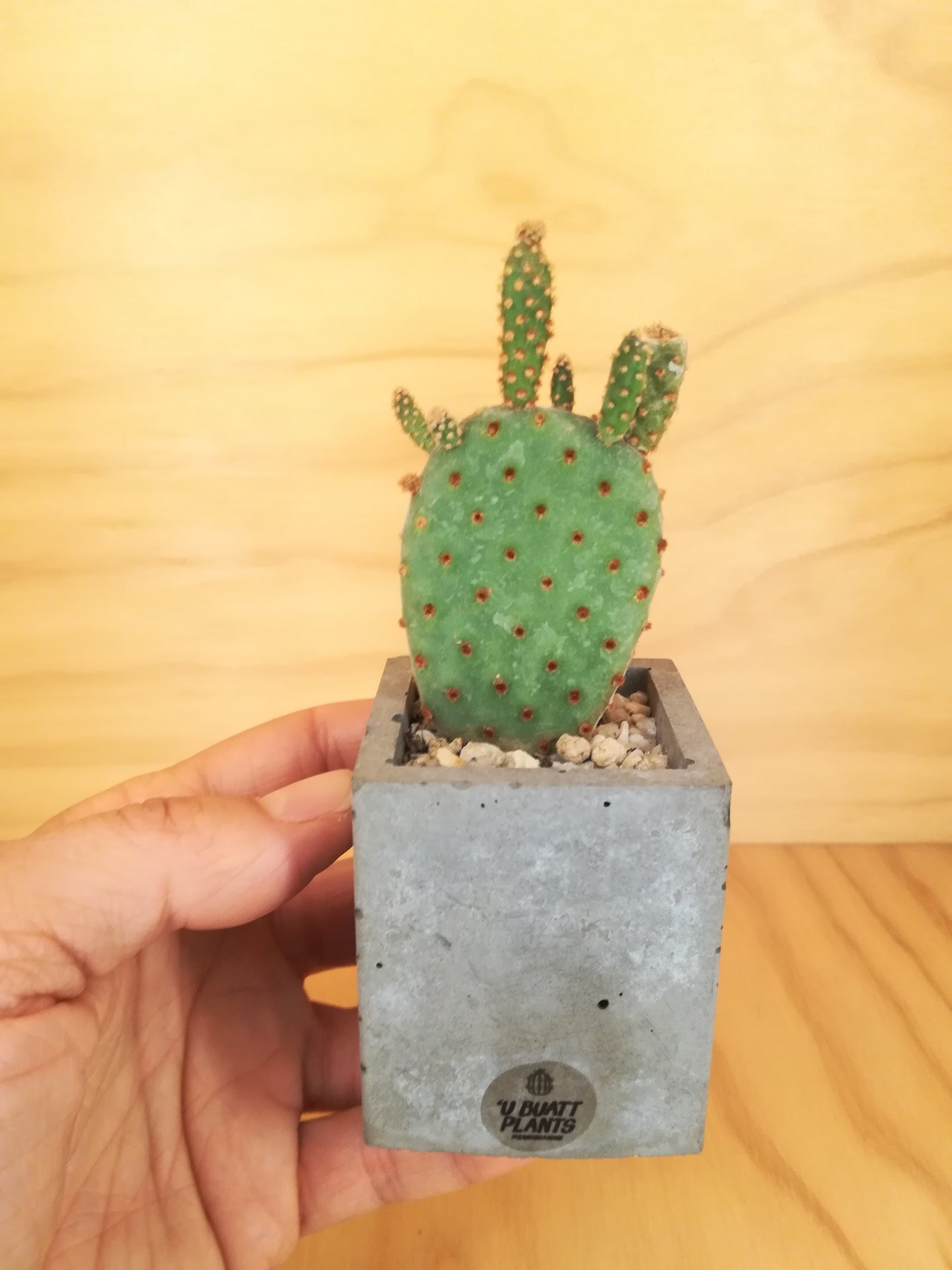 Design Space - Cement Vase 01 Opunthia by U'Buatt Plans