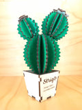 Design Space - Cactus Echinopsis 01