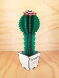 Design Space - Cactus Gimnocal 01