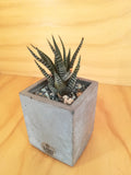 Design Space - Vaso In Cemento 01 Haworthia by U'Buatt Plans