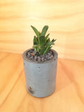 Design Space - Vaso In Cemento 02 Haworthia Retusa by U'Buatt Plans